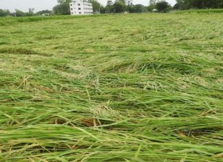 বগুড়ায় ঝড়ে একজনের মৃত্যু, ফসলের ব্যাপক ক্ষতি