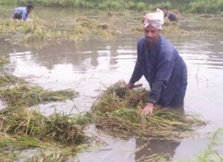 কুড়িগ্রামে ১২৬ মিলিমিটার বৃষ্টি, বোরো নিয়ে বিপাকে কৃষকেরা